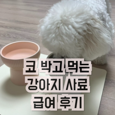코 박고 먹는 강아지 사료 급여 후기