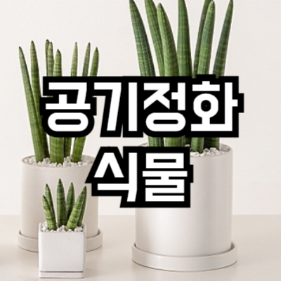 실내 공기정화식물 추천
