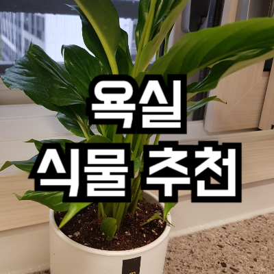 욕실에서 키우기 좋은 식물
